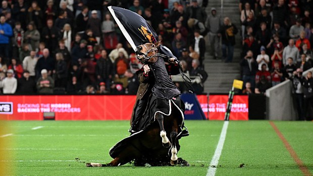 A horse runs onto the field of play ahead of the round 15 Super Rugby match.